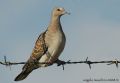 Streptopelia turtur